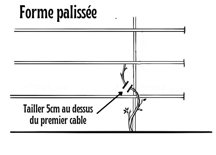 Taille de formation du kiwaï