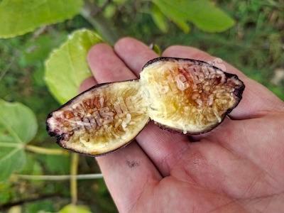 Figuier LSU purple Figuier LSU purple