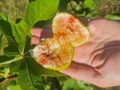 Figuier LSU Gold Figuier LSU Gold