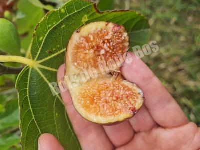 Figuier LSU O'Rourke Figuier LSU O'Rourke