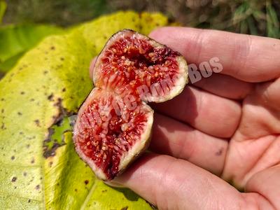 Figuier LSU tiger Figuier LSU tiger