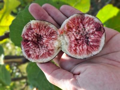 Figuier LSU thibodeaux Figuier LSU thibodeaux