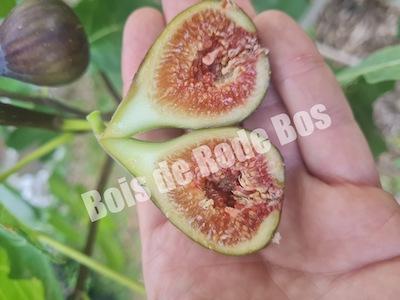 Figuier Improved Celeste Figuier Improved Celeste