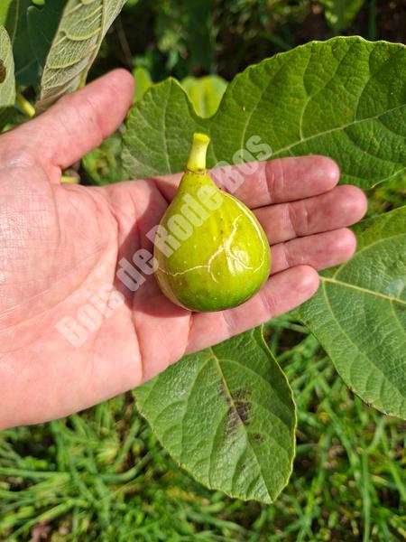 Lsu Everbearing Figuier Lsu Everbearing Figuier