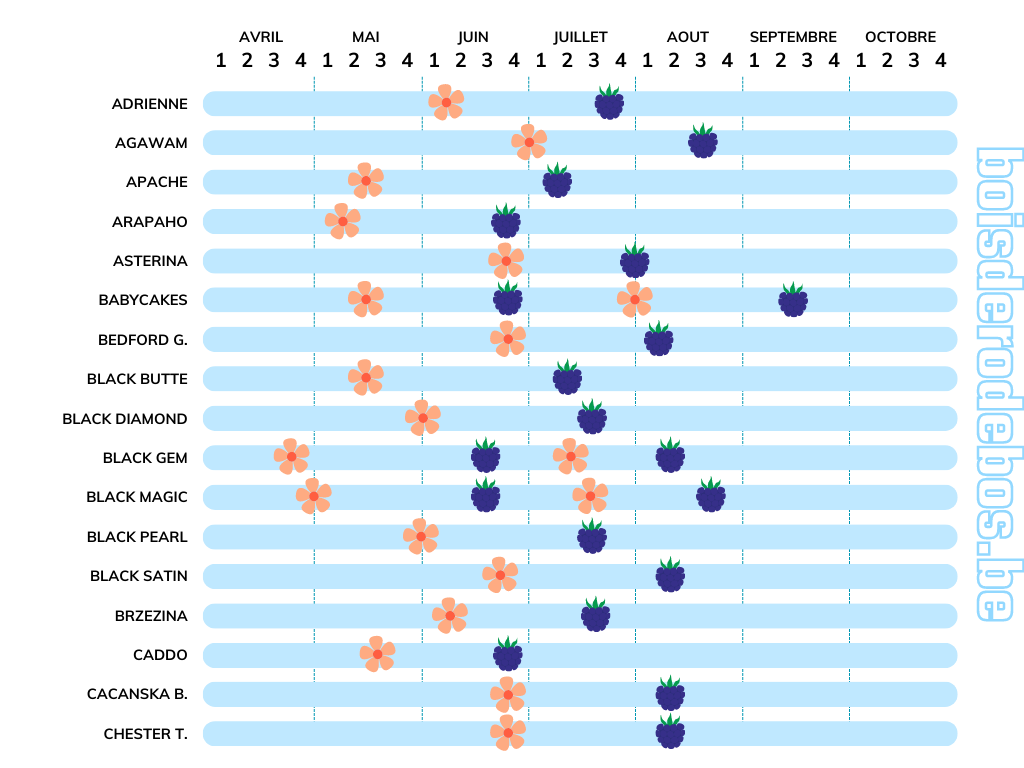 Comparatif des variétés de ronces fruitières - Fructification et floraison