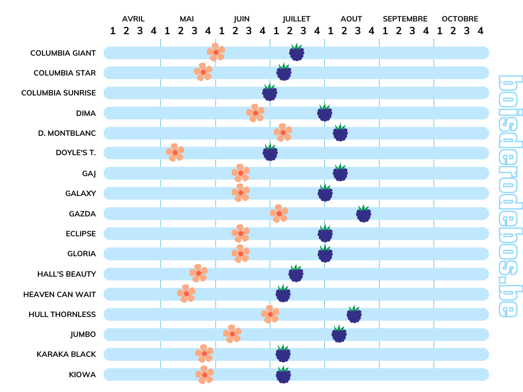 Comparatif des variétés de ronces fruitières - Fructification et floraison