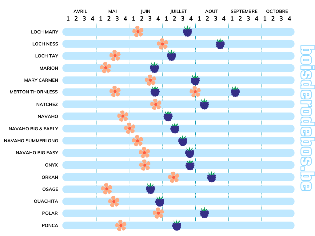 Comparatif des variétés de ronces fruitières - Fructification et floraison