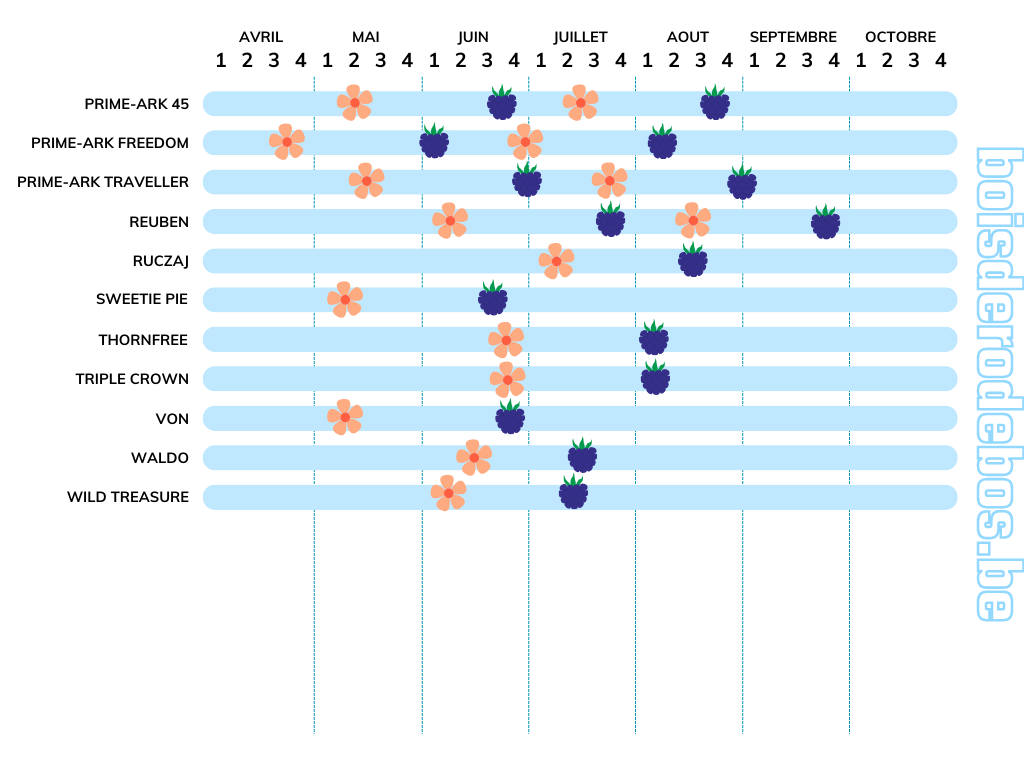 Tableau comparatif de ronces fruitières, avec ou sans épines, par période de floraison et de fructification