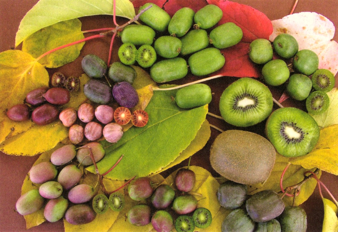 Kiwai (mini-kiwi, actinidia arguta) - découvrez sa culture