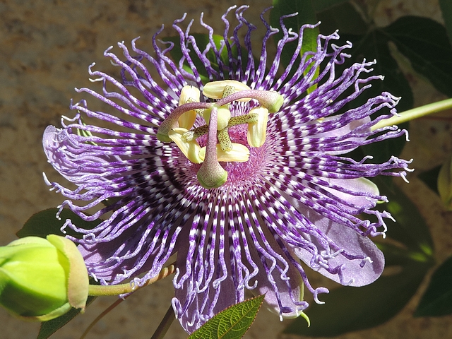 Passiflora-Fata-Confetto-fleur-4.jpg