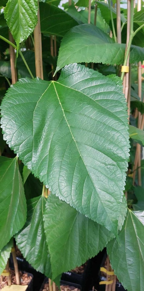 Aheloj (2L Pot)