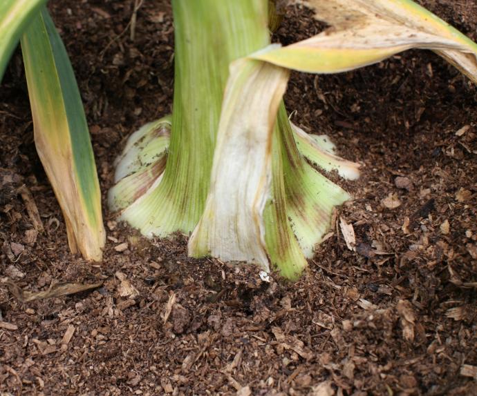 Levantknoflook (1L Pot)