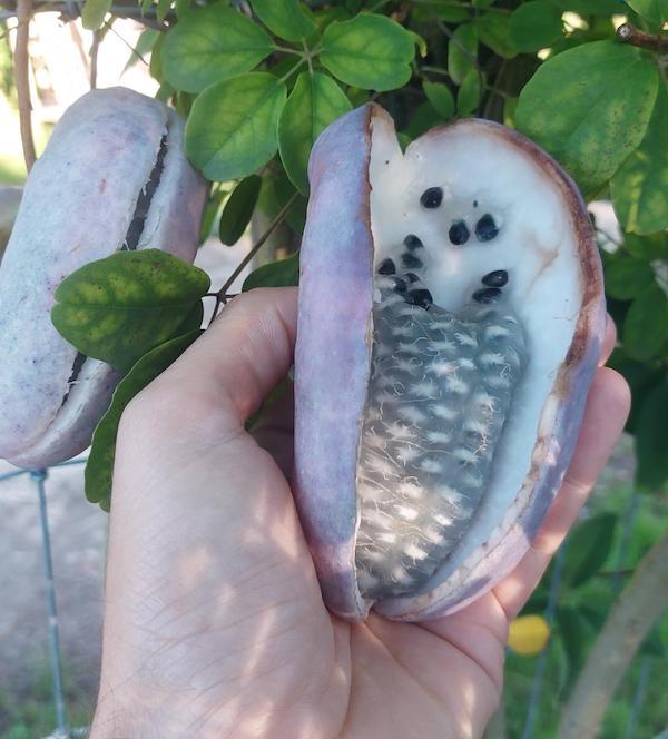 Akebia Quinata (Pot 2L)