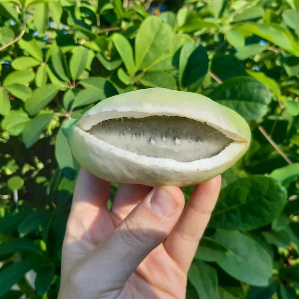 Akebia Quinata Alba (2L Pot)