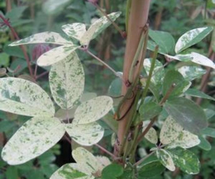 Akebia Quinata Variegata (2L Pot)