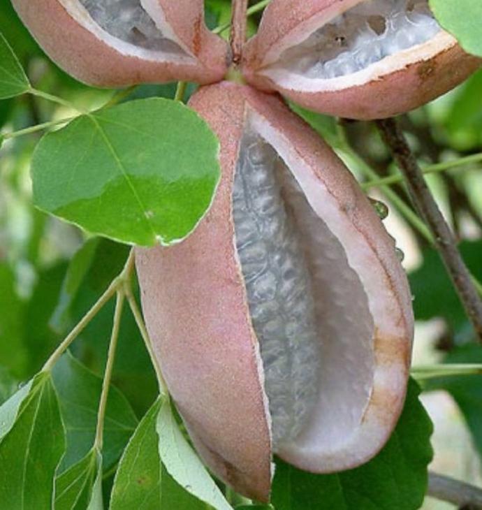 Akebia trifoliata (2L Pot)