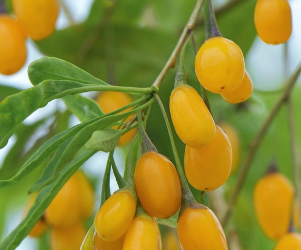 Amber Sweet (1L Pot)