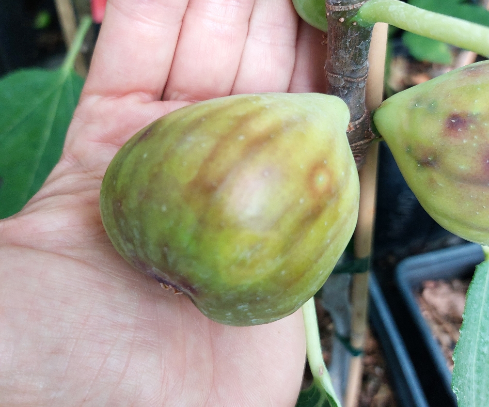 Amore (2L Pot)
