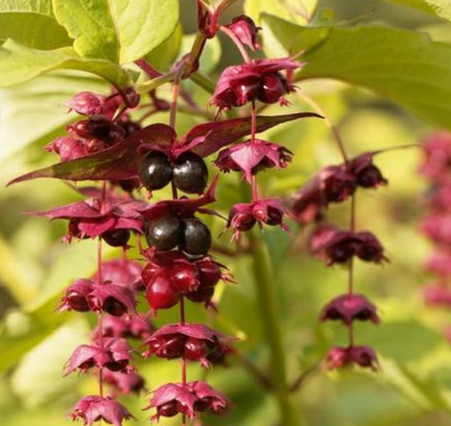 Arbre aux faisans (1L Pot)