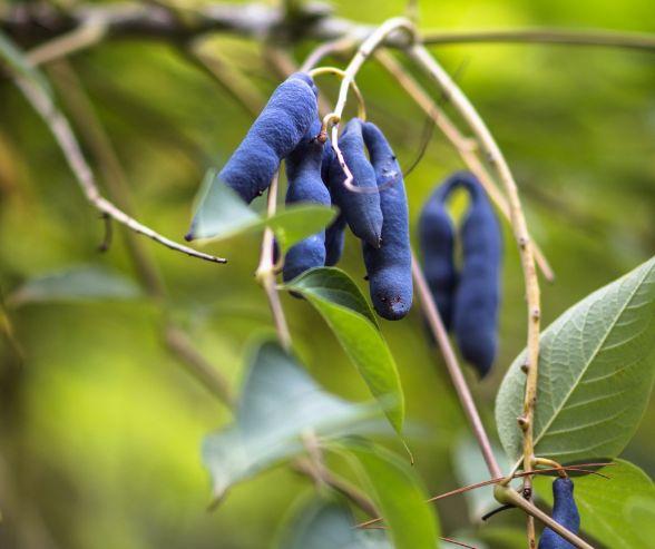 Arbre aux haricots bleus