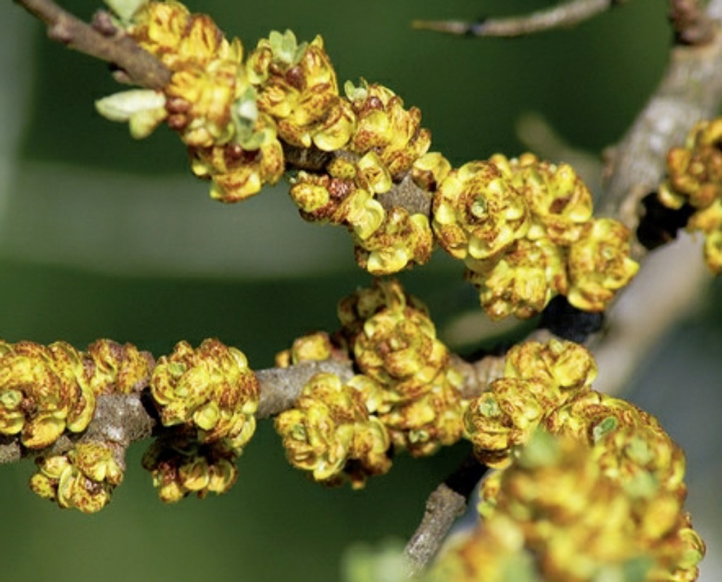 Argousier Mâle (Pot 1L)