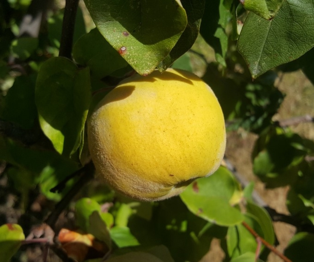Aromatnaja (2L Pot)