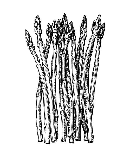 Asperge Rosalie (1L Pot)