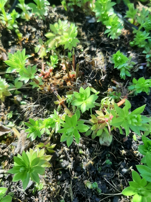 Asperule Odorante (Pot 1L)