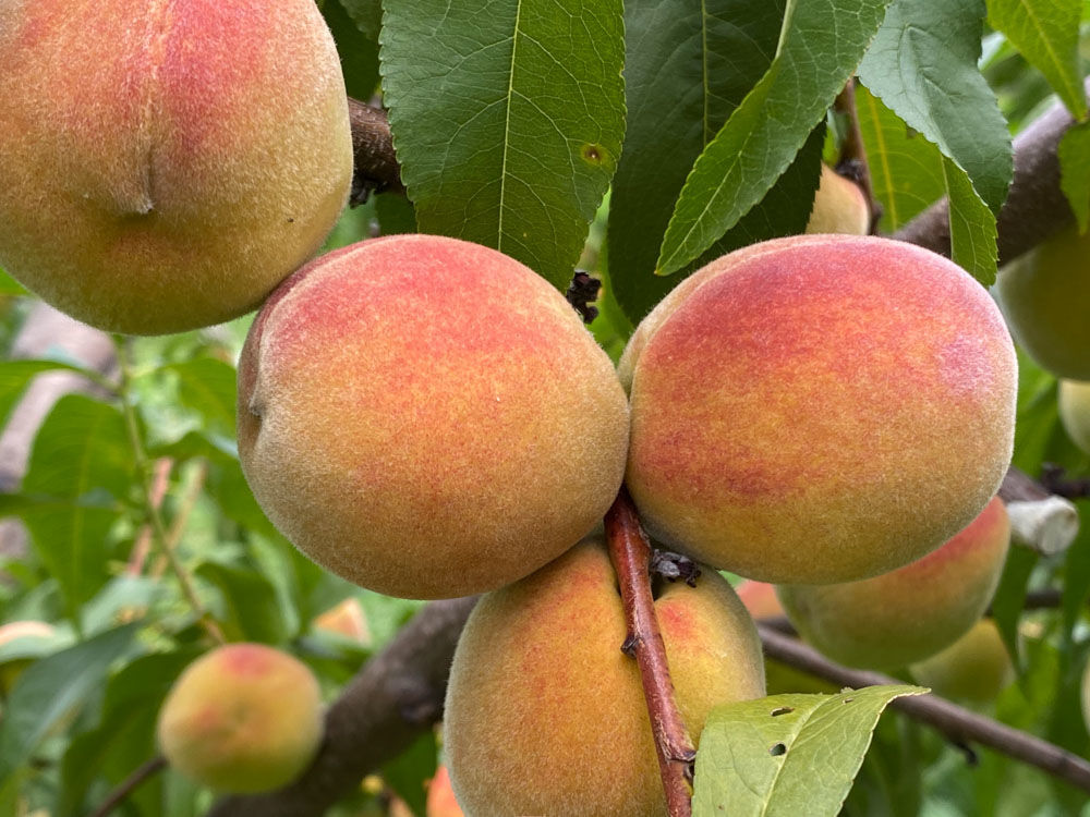 Belle Angevine (2L Pot)