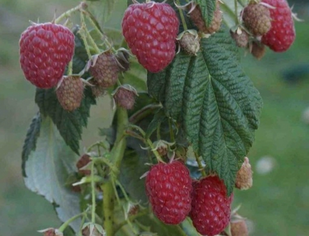 Berberanza (Pot 1L)