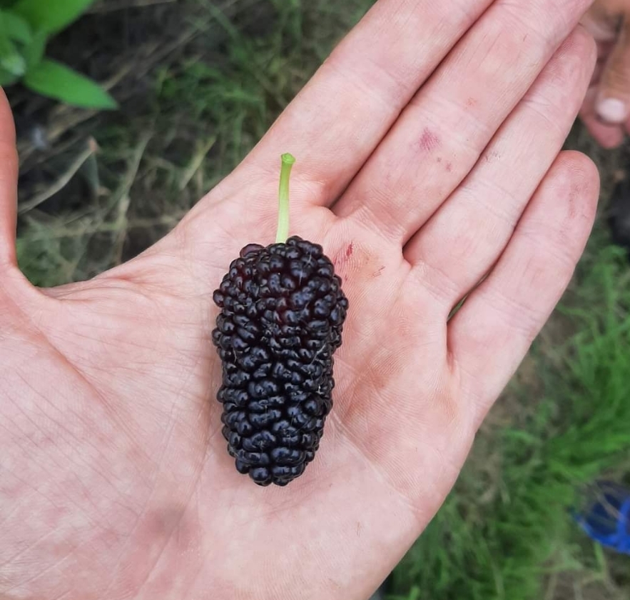 Big Fat Thai (Pot 2L)