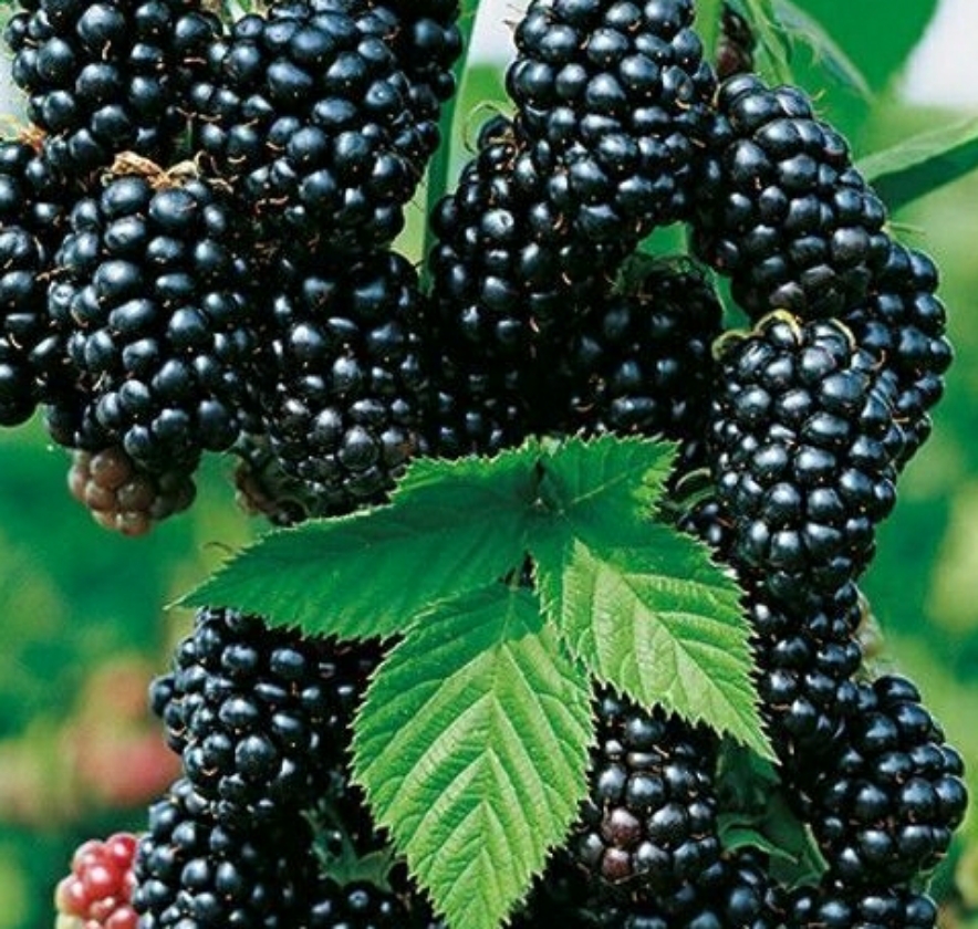 Black Satin (2L Pot)