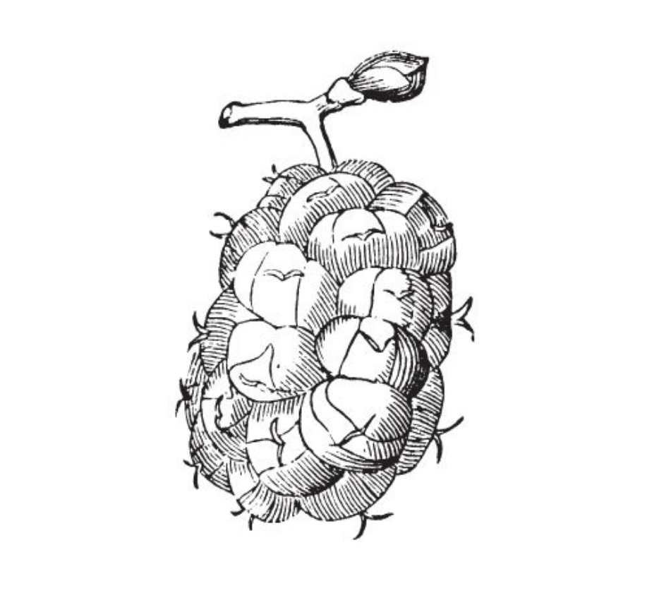 Black Tabor (Pot 2L)