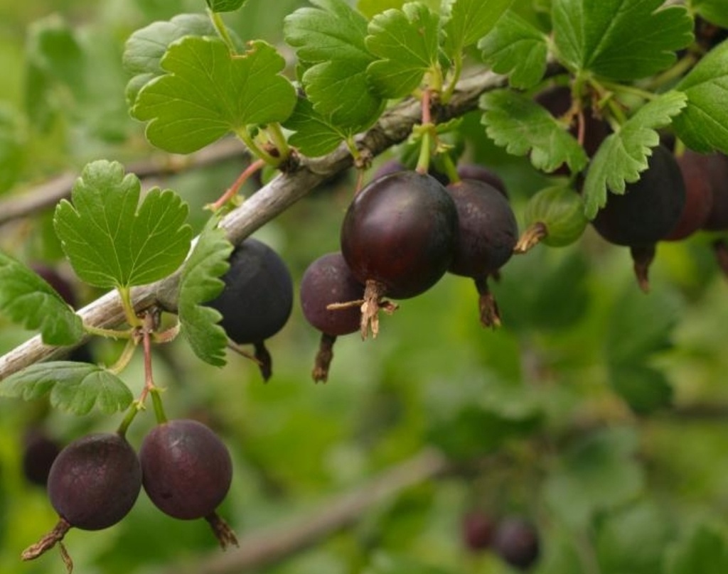 Black Velvet (1L Pot)