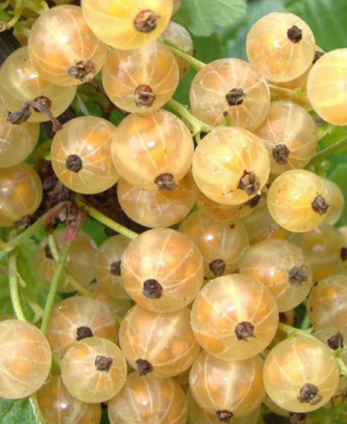 Blanka (Pot 1L)