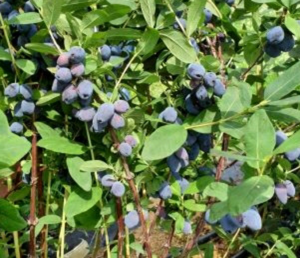 Blue Treasure (2L Pot)