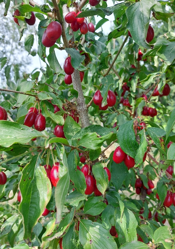 Bolestrasyckij (Pot 2L)