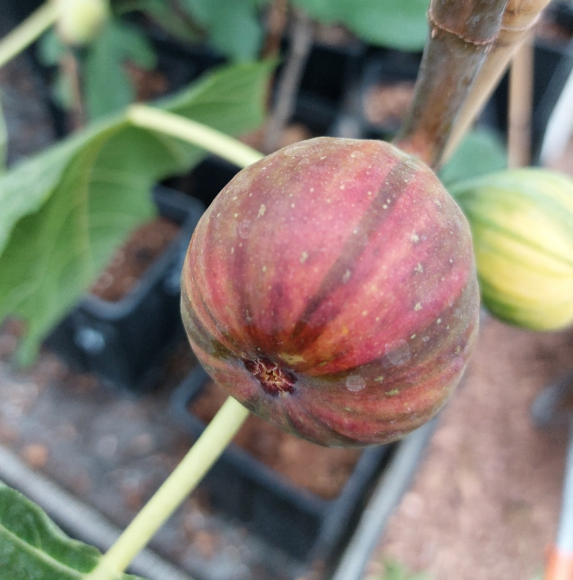 Bordissot Negra Rimada (2L Pot)