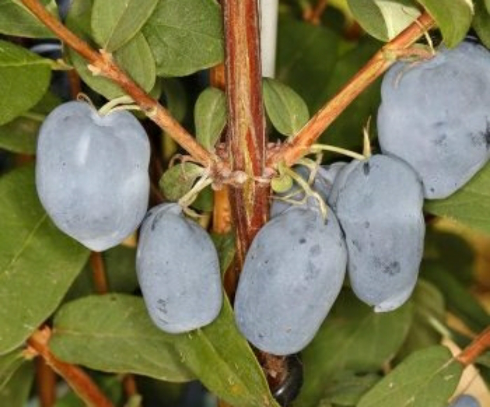 Boreal Beauty (2L Pot)