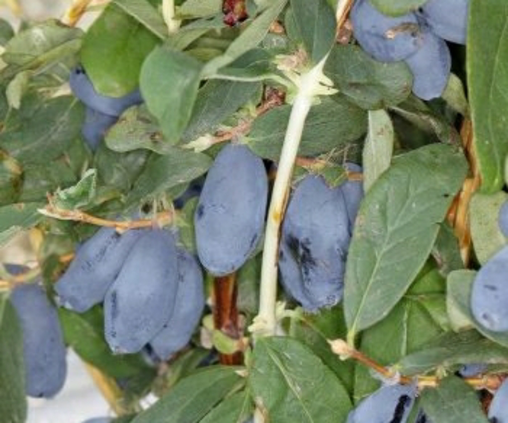 Boreal Blizzard (2L Pot)