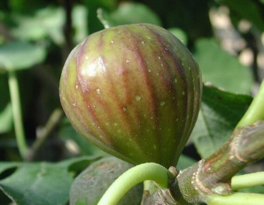 Bornholm (Pot 2L)