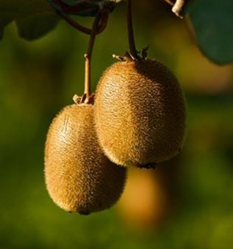 Boskoop (Pot 2L)