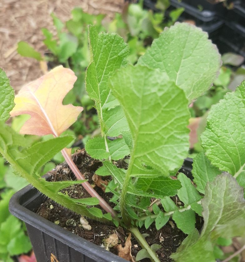 Brocoli Rabe (1L Pot)