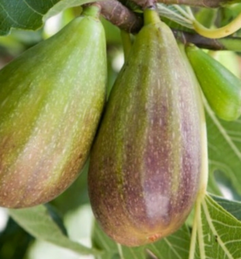 Brunswick (2L Pot)