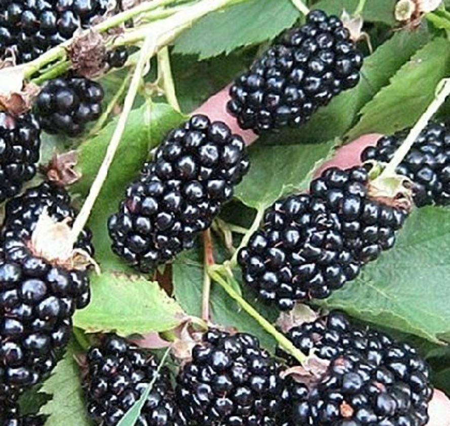 Brzezina (2L Pot)