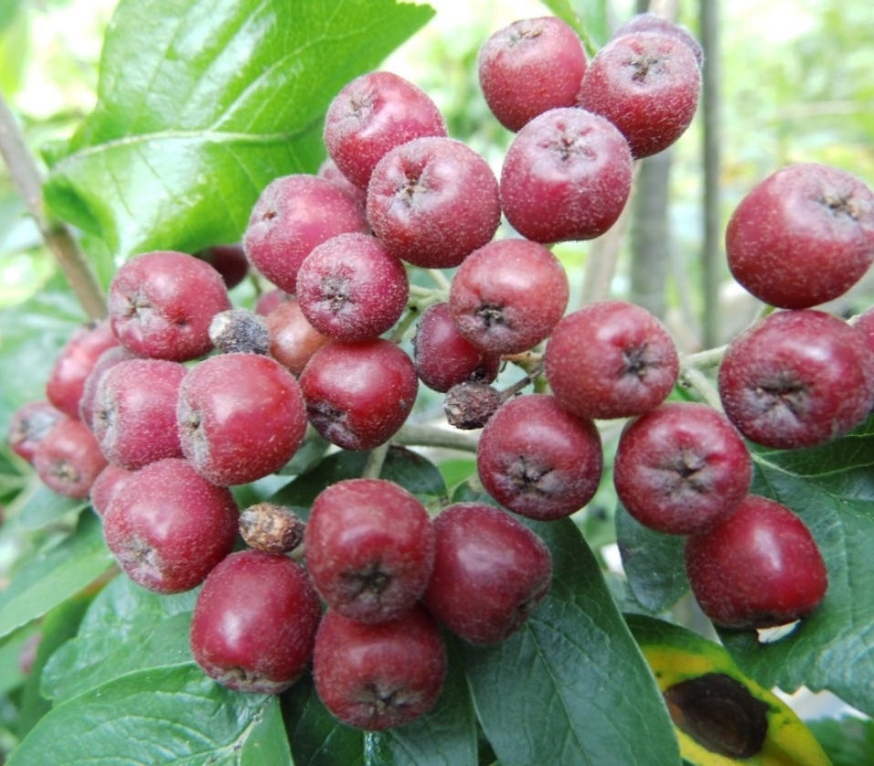 Sorbaronia Burka (1L Pot)