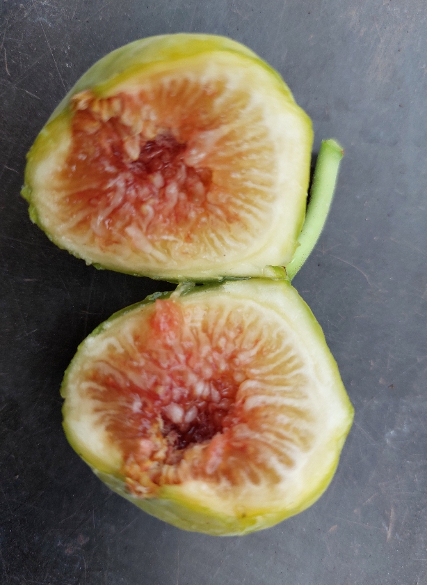 Campanière (2L Pot)