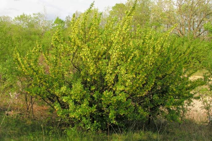 Erwtenstruik (2L Pot)