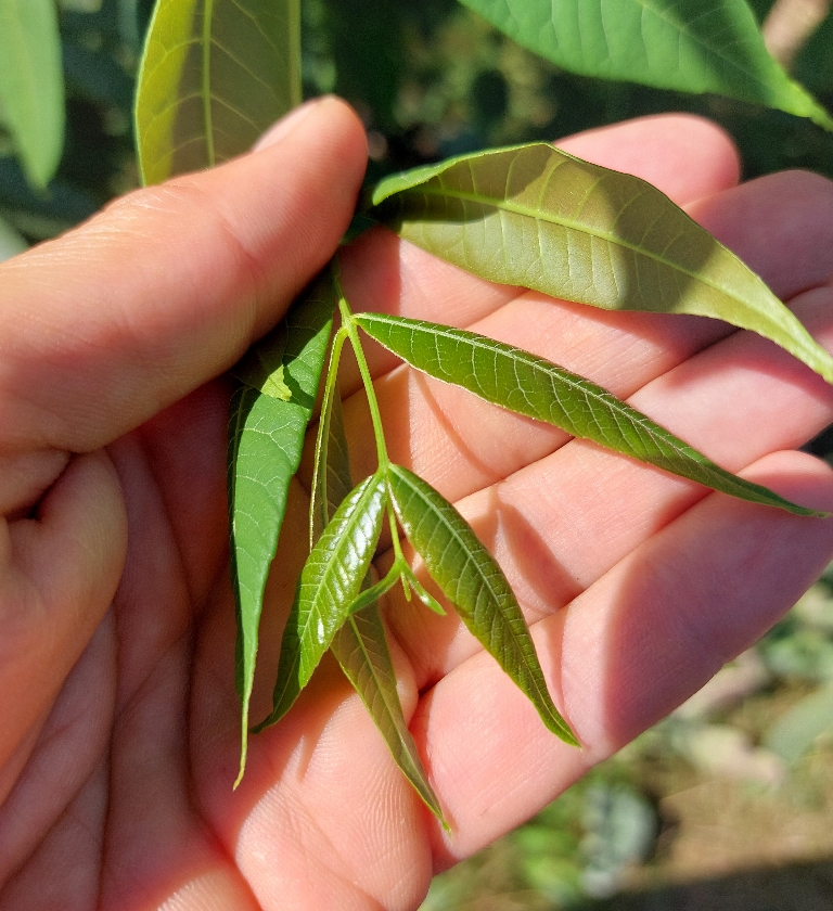 Cedrèle de Chine (Pot 1L)