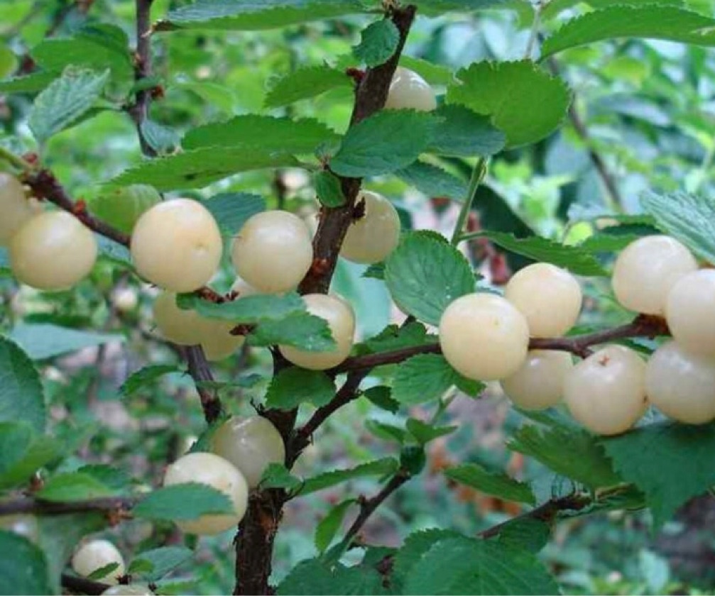 Cerisier De Nankin Blanc (Pot 2L)